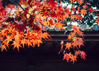 Red Maple tree leaves in temple Autumn season Japan background