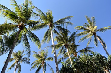 Obraz na płótnie Canvas Palm tree with blue sky background on a sunny but windy day.