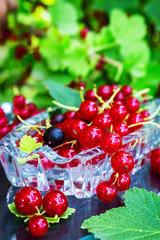 Fresh juicy berry red currant in a glass bowl in a garden on a table in the background of bushes with berries in a summer day with copy space
