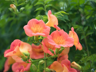 ノウゼンカズラ