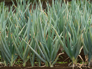 Obraz premium ネギ畑