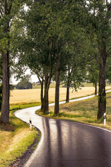 Wet country road with trees