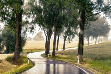 Wet country road with trees