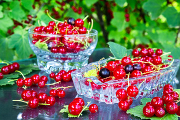 Fresh juicy berry red currant in a glass bowl in a garden on a table in the background of bushes with berries in a summer day with copy space © shintartanya
