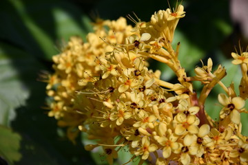 Colourful yellow blooms of Ashoka tree (Saraca indica asoca). The ashoka is a rain-forest tree. The plant belonging to the Caesalpinioideae subfamily of the legume family.