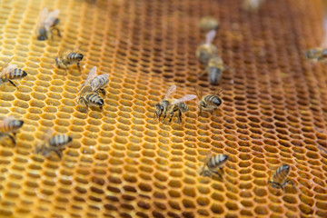Honey bees on a honeycomb inside beehive. Hexagonal wax structure with blur background.
