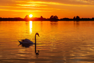 Silhouette of a Swan during beautiful sunset in lake Zoetermeerse plas - obrazy, fototapety, plakaty