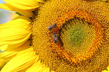 bees on sunflower summer season