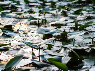 Yellow water lily with green leaves. Nuphar lutea.