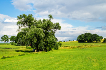 Trees group in the meadow