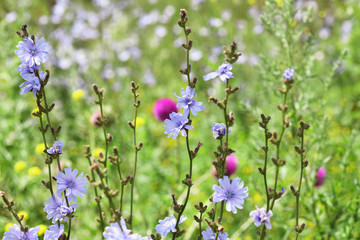 Closeup of wild flowers on summer field