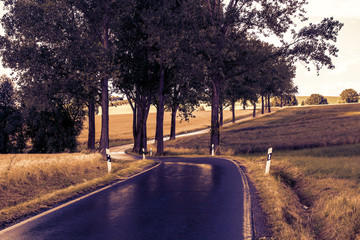 Wet country road with trees