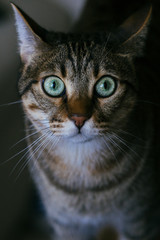 beautiful grey cat portrait