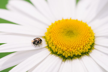 Small anther crawls on big daisy in macro. Spotted brown beetle on romantic flower with yellow pollen and long white petals close up. Leucanthemum vulgare. Large camomile on green with copy space.