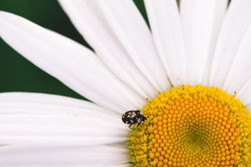 Obraz premium Small anther crawls on big daisy in macro. Spotted brown beetle on romantic flower with yellow pollen and long white petals close up. Leucanthemum vulgare. Large camomile on green with copy space.