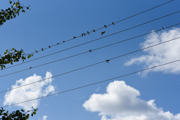 Birds sit on wires and a blue sky in the clouds