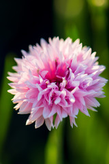 Fototapeta premium flower cornflower with leaves