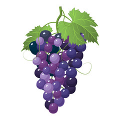 Grapes icon isolated on white background