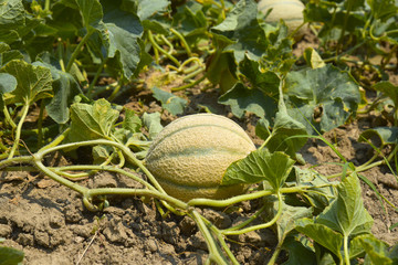 Melone nel campo