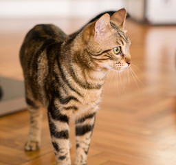 Domestic cat at home