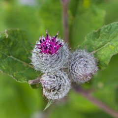 Flowering burdock, Tver region, Russia