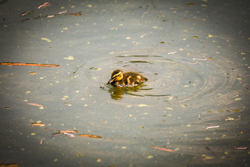 Ducklings in the water