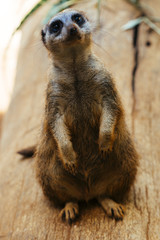 beautiful meerkat up standing