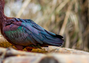 Close-up of the rear part of a beautiful bird with colorful shiny blue green and purple feathers with blurred green and yellow background, very selective focus