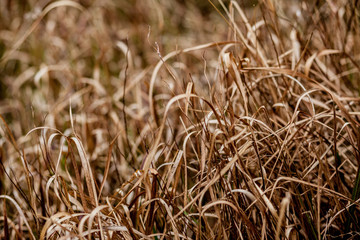 field of yellow dry grass, texture, rhythm, autumn, maturity