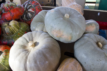 Pile of Red and green ornamental gourds in shape like mushroom and squashes. Colorful ornamental...