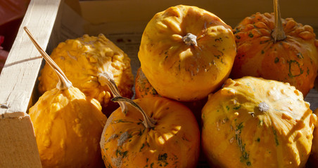 Pumpkin decoration for Halloween. Colorful ornamental pumpkins, gourds and squash. Variety of...