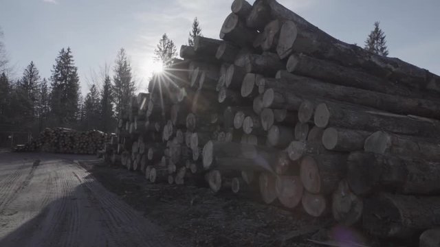 Pile of ready wood logs