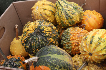 Colorful ornamental pumpkins, gourds and squashes in a box on an open market in the street. Variety...