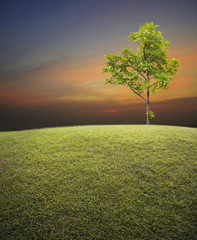 Green grass field with tree over sunset sky, nature background