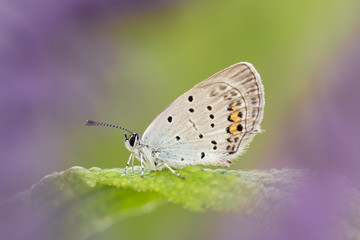 Fototapeta na wymiar Beautiful nature scene with butterfly Short-tailed Blue (Cupido argiades). Macro shot of butterfly Short-tailed Blue (Cupido argiades) on the grass.