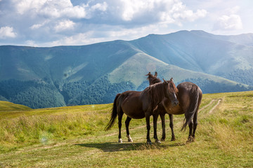 Horses in the mountain