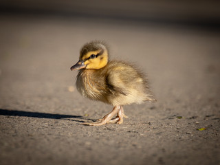 Duck chick