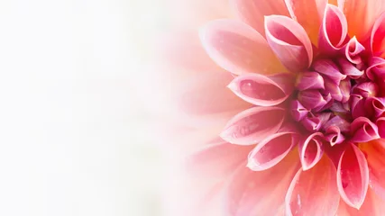 Foto auf Acrylglas Hintergrund oder Hintergrund Hintergrundbilder Dahlie Blume schöne Natur Nahaufnahme Freier Platz Um Text einzugeben © photosky99