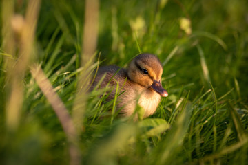 Baby duck chick in grass