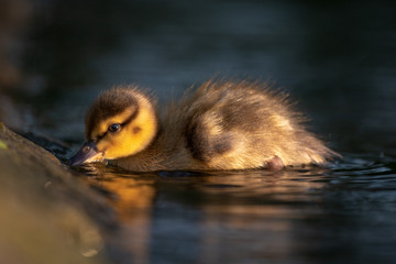 Baby duck swim
