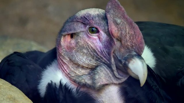 Andean Condor Head Close Up