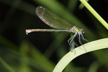 weibliche Gebänderte Prachtlibelle, Calopteryx splendens