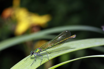 weibliche Gebänderte Prachtlibelle, Calopteryx splendens