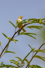 Cute young female sparrow on tree
