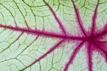 close up or macro of green leaf grunge texture. green and pink leave structure in macro mode. abstract background for graphic editor