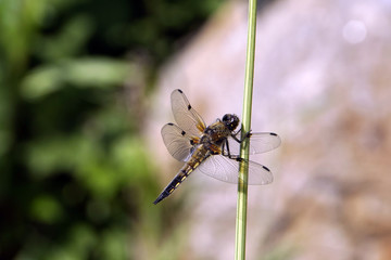 Vierfleck (Libellula quadrimaculata)