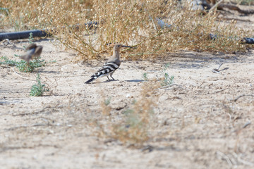 Hoopoe in desert