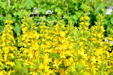 beautiful flower mediccine yellow in a garden
