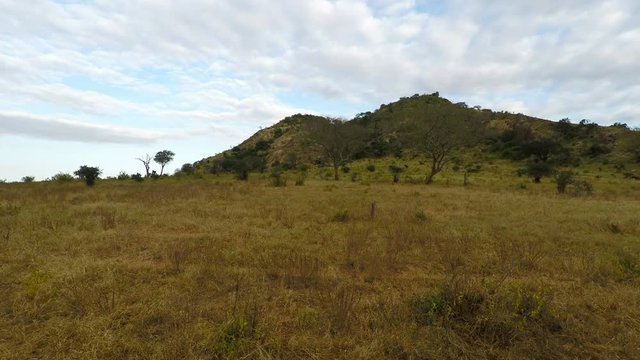 green savanna in kenya