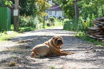 Shar Pei dog guarding the road